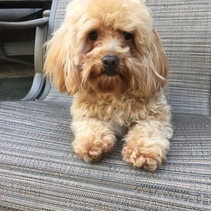 Meet your Posher, Fabiola